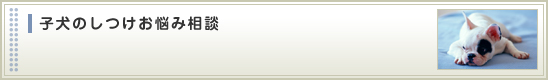 子犬のしつけお悩み相談